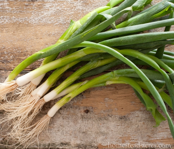 Growing Green Onions - Growing A Fall Garden