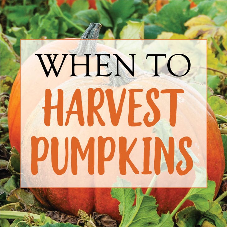 How To Harvest Pumpkins
