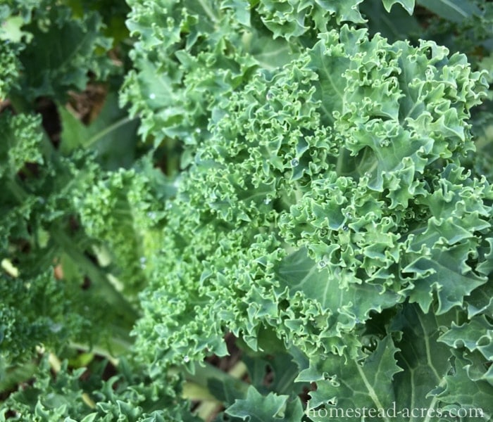 Kale What To Plant In A Fall Garden