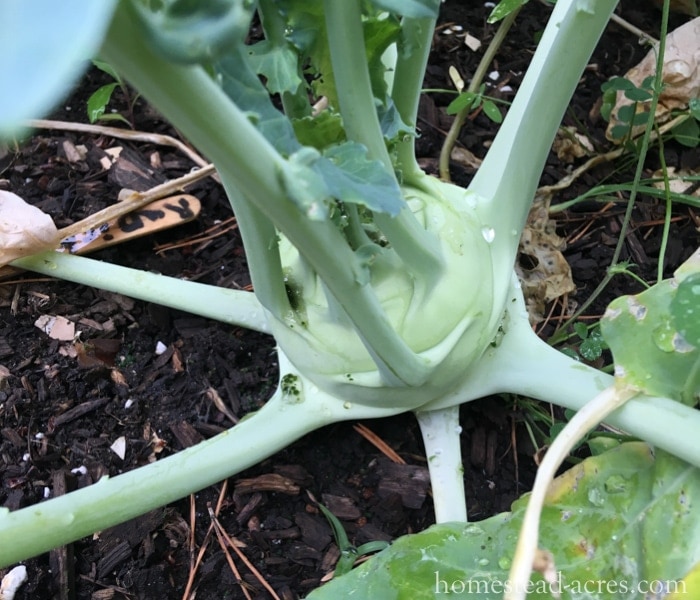 Kohlrabi What To Plant In A Fall Garden
