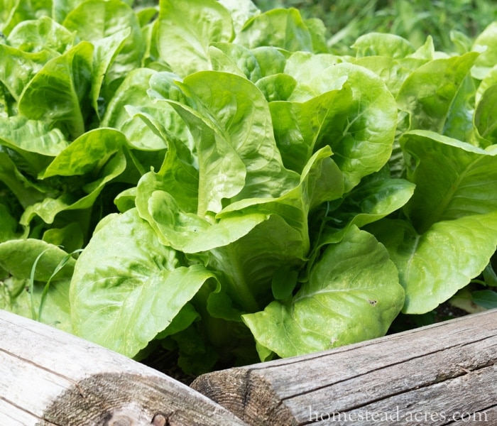 Growing Lettuce - What To Plant In A Fall Garden