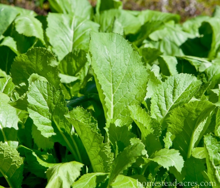 Growing Mustard - Greens Growing A Fall Garden