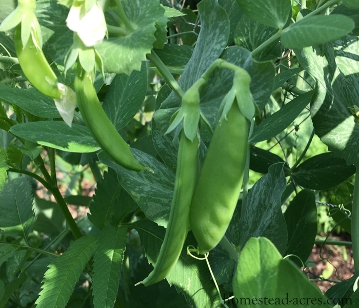 Peas What To Plant In A Fall Garden