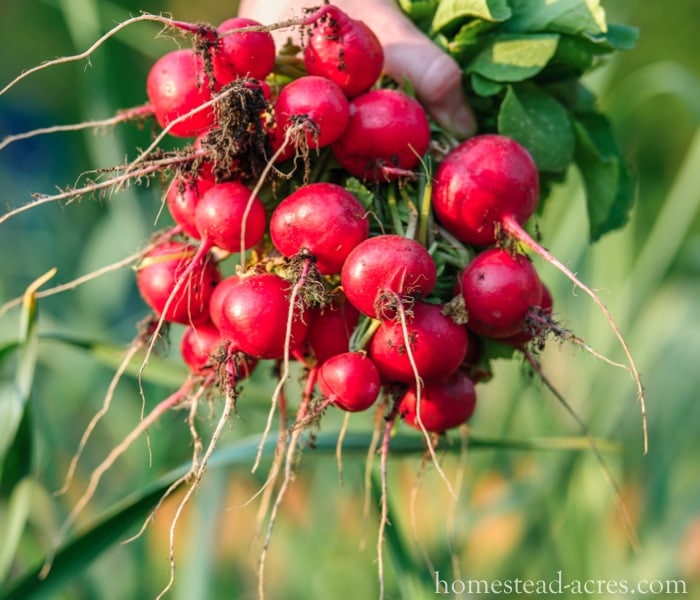 Radishes What To Plant In A Fall Garden