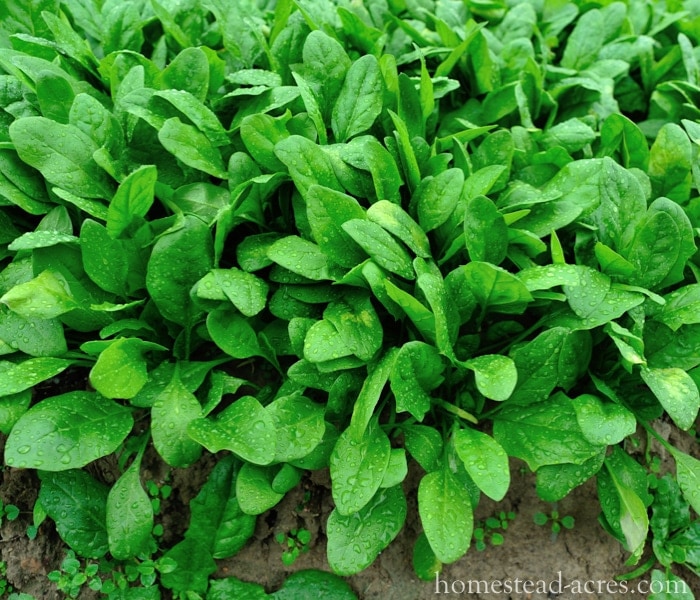 Spinach What To Grow In A Fall Garden