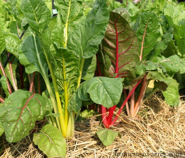 Swiss Chard What To Grow In A Fall Vegetable Garden