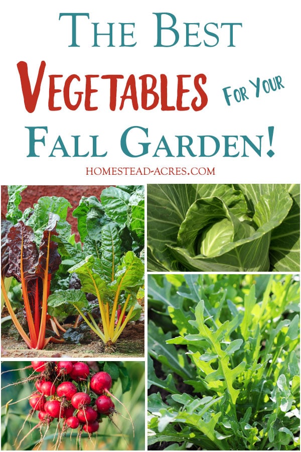 The Best Vegetables For Your Fall Garden text overlaid on a collage photo of cabbage, swiss chard, radishes and arugula.