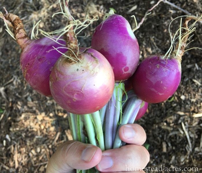 Growing Turnips - What To Plant In A Fall Garden