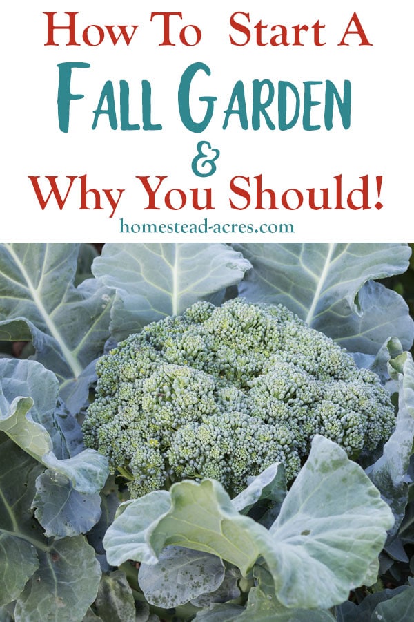 How To Start A Fall Garden & Why You Should text overlaid on a photo of broccoli growing in a garden.