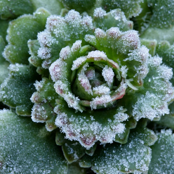 How To Protect Your Vegetable Garden From Frost