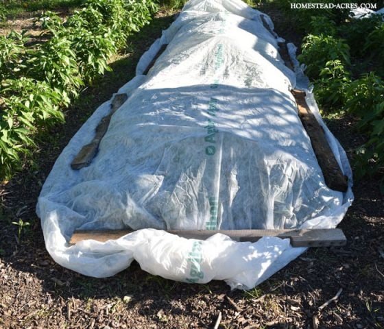 How To Protect Your Vegetable Garden From Frost