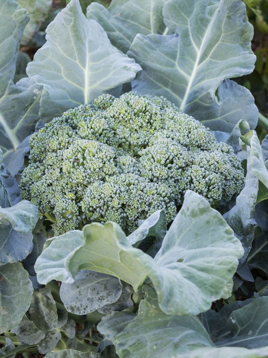 Close up photo of broccoli growing in a fall garden