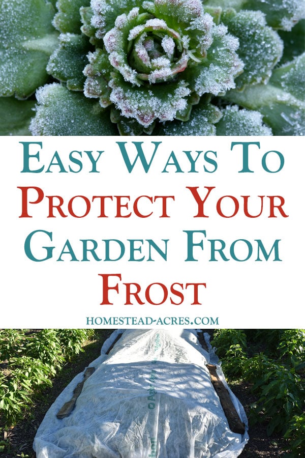 Easy Ways To Protect Your Garden From Frost text overlaid on a photo collage showing frost on a cabbage plant and garden plants covered for frost protection.