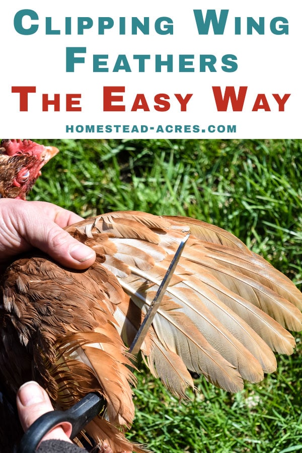 Clipping Chicken Wing Feathers The Easy Way