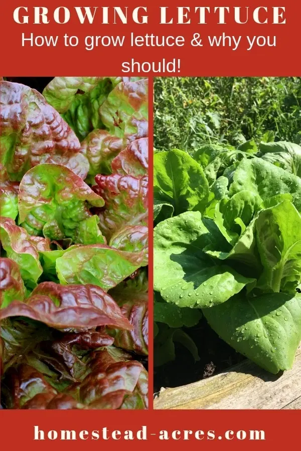 How To Grow Lettuce At Home - Homestead Acres