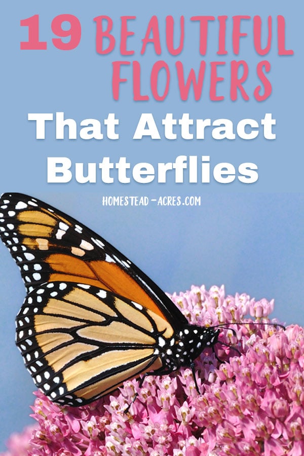 Beautiful flowers that attract butterflies to your garden.