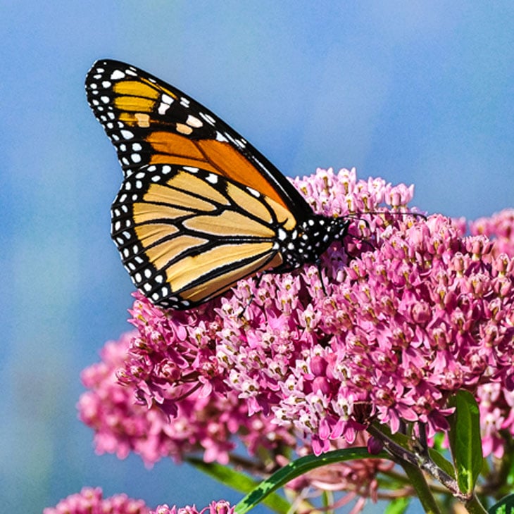 Best Flowers For Your Butterfly Garden