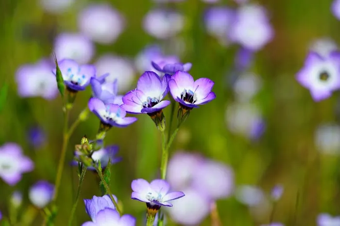 Growing Bird's Eyes Gilia flowers to attract butterflies to your home garden.