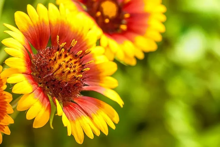 Grow blanketflower also called firewheel to attract butterflies to your garden.