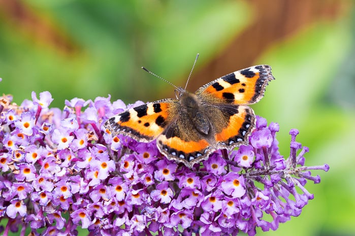 Butterfly bush for attracting butterflies to your garden.