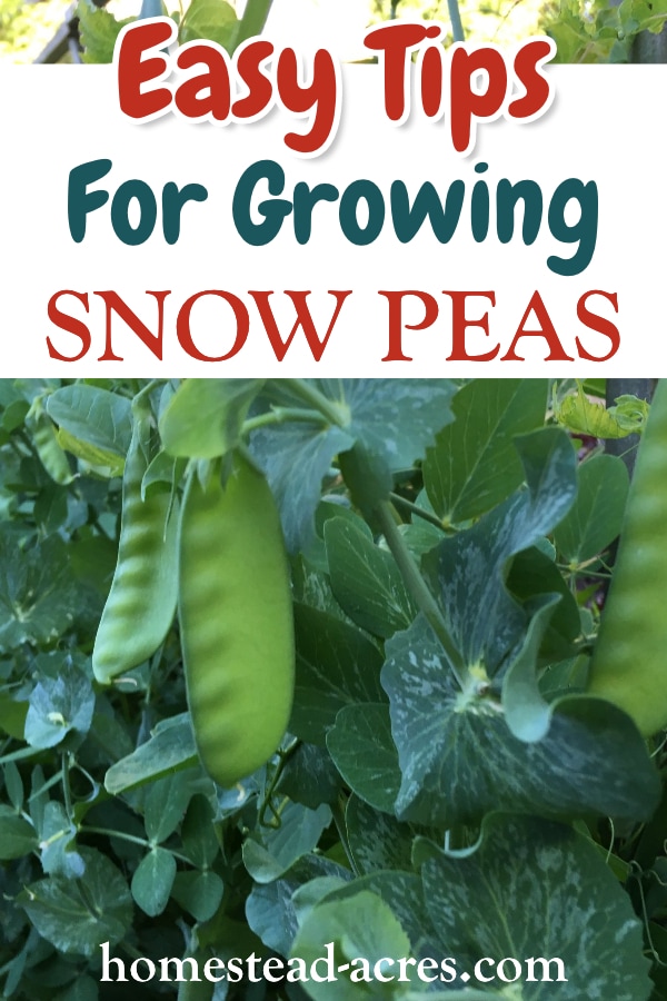 How To Grow Snow Peas (Easy, Tasty Treat!) Homestead Acres