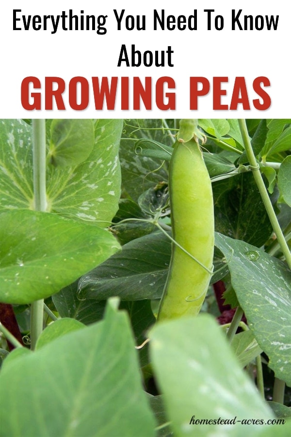 How To Grow Peas Homestead Acres