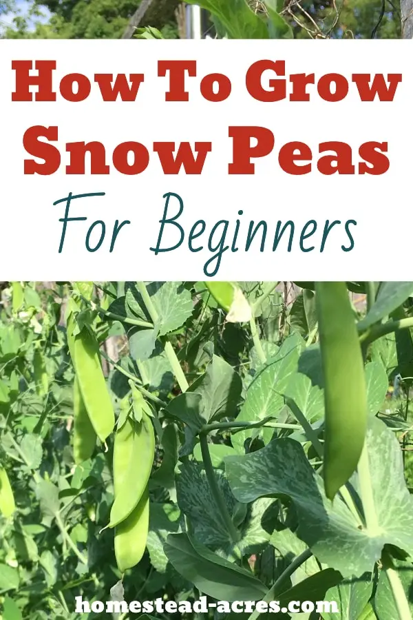 How To Grow Snow Peas (Easy, Tasty Treat!) Homestead Acres