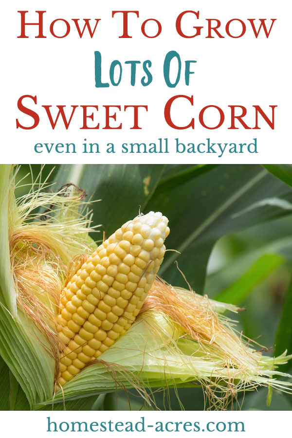 How to grow lots of corn in your small backyard garden.