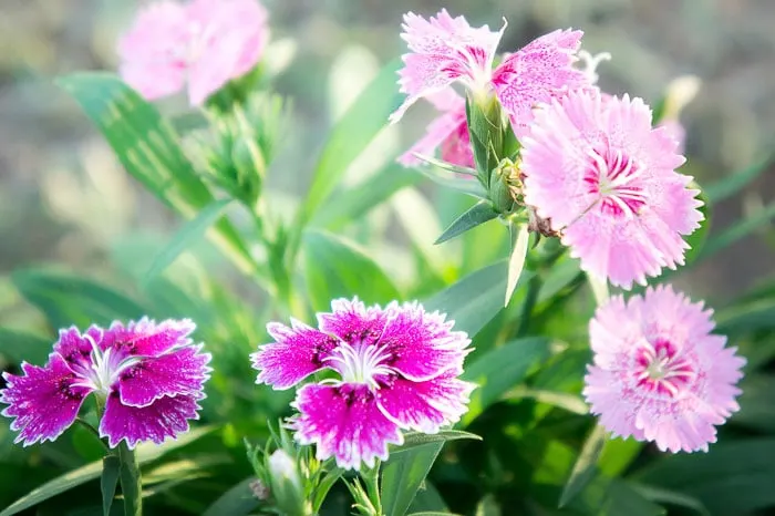 Grow sweetness dianthus to attract butterflies to your flower garden.