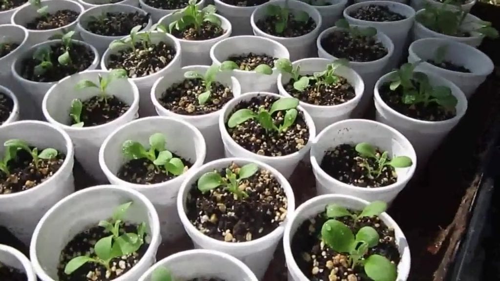 Bachelor's button flower seedlings.