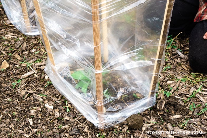 Protect your peppers and tomato plants in your garden from cold weather in the spring and early summer. Make a homemade cloche really cheap.