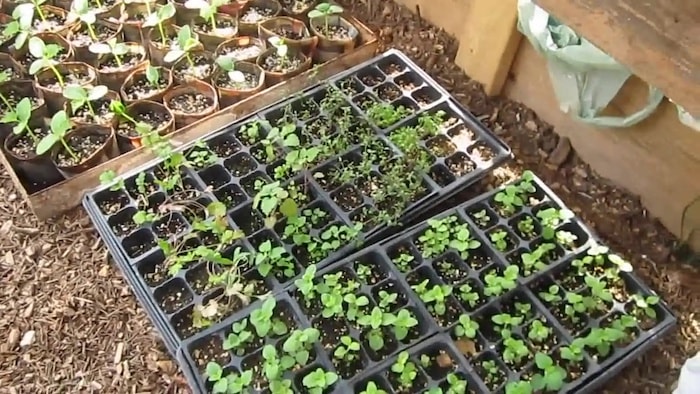 Herb and cucumber seedlings