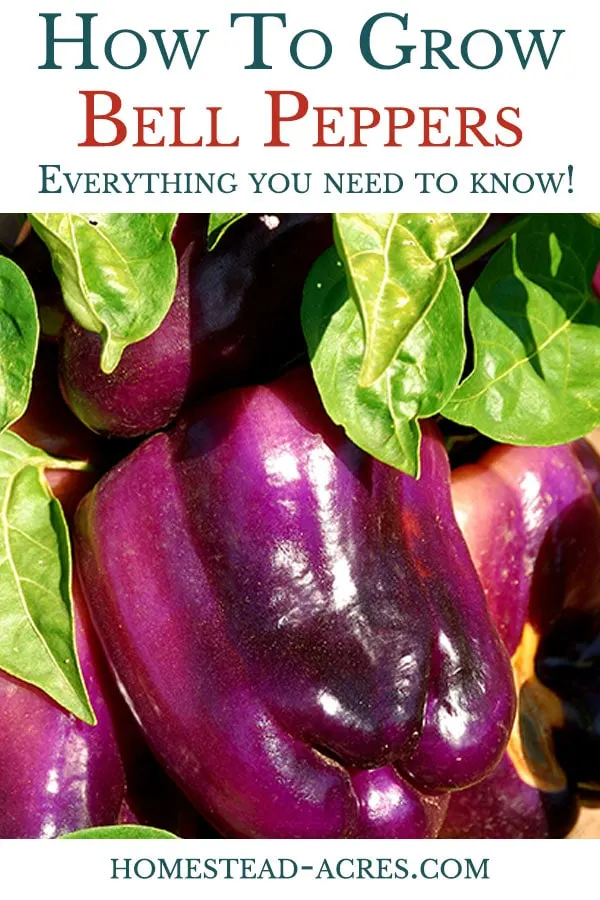 How to grow bell peppers in your backyard garden.