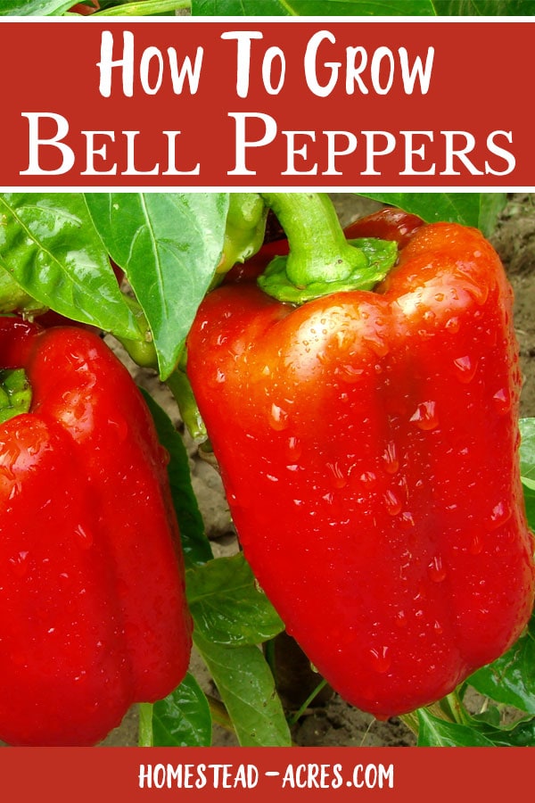 How to grow bell peppers