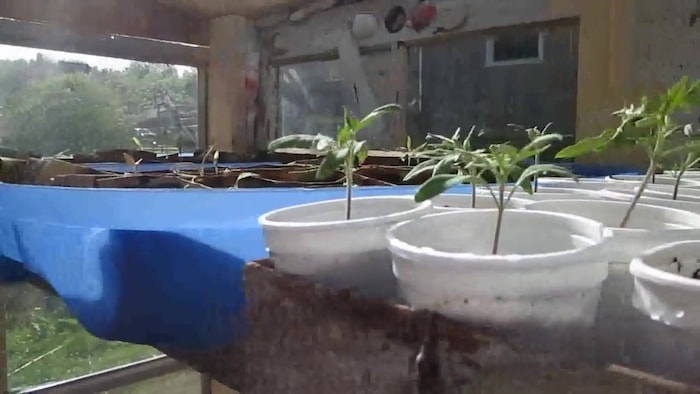 Lemon Boy and Mortgage Lifter tomato seedlings