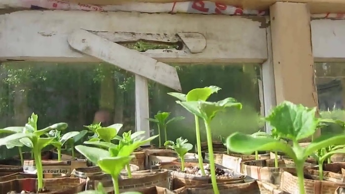 Old wooden windows used to make a greenhouse.