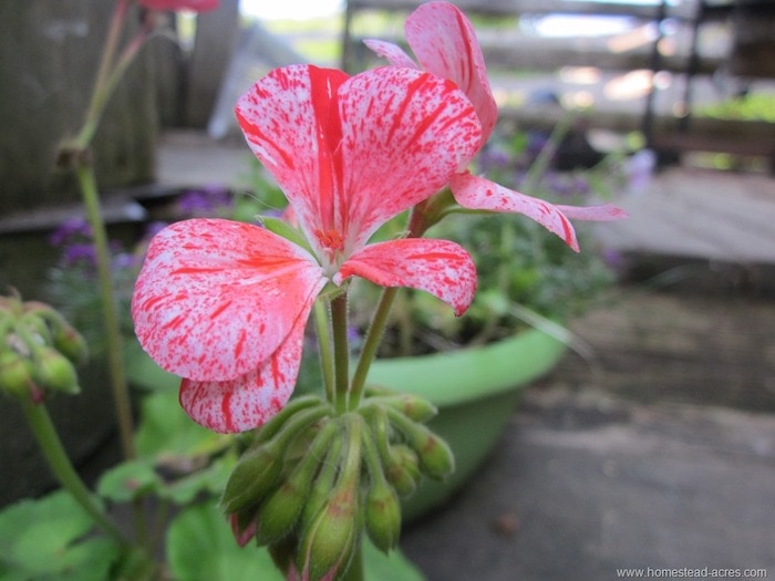Pink and white geraniums