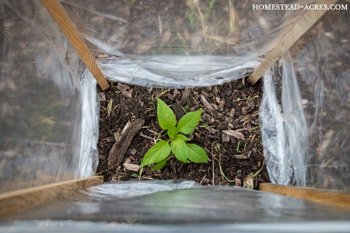 Easy cold weather protection for tomatoes and peppers.