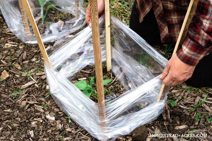 Easy cold protection for tomatoes and pepper plants in your garden.