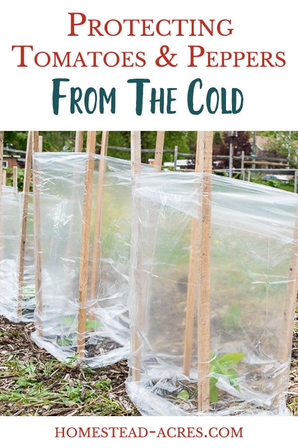 How to protect tomatoes and pepper plants from cold winds and temperatures.