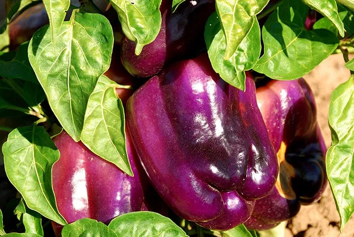 Purple bell peppers. How to grow beautiful bell peppers in your home vegetable garden.