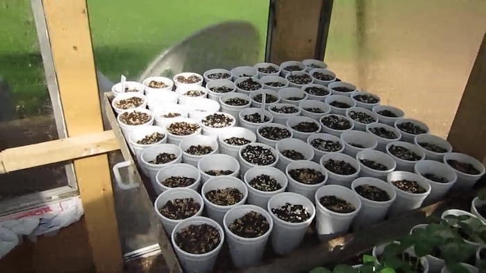 Steel trays with seedlings in the greenhouse