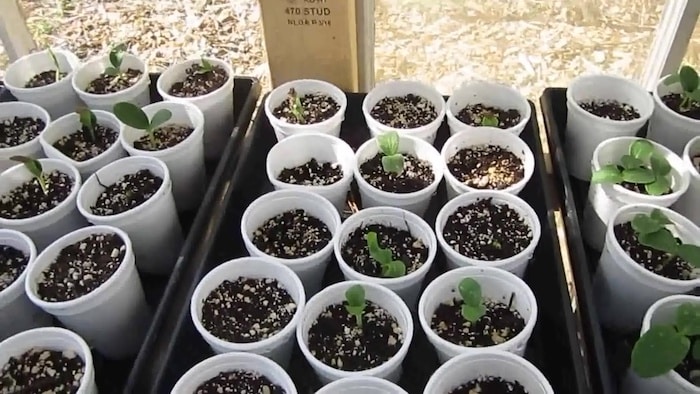 Tromboncino seedlings