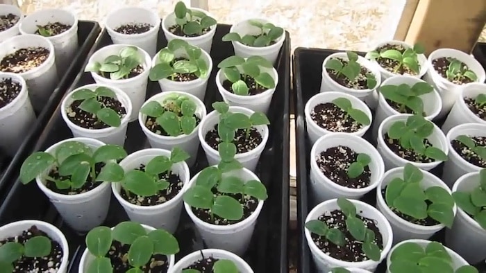 Wisconsin pickling cucumber seedlings