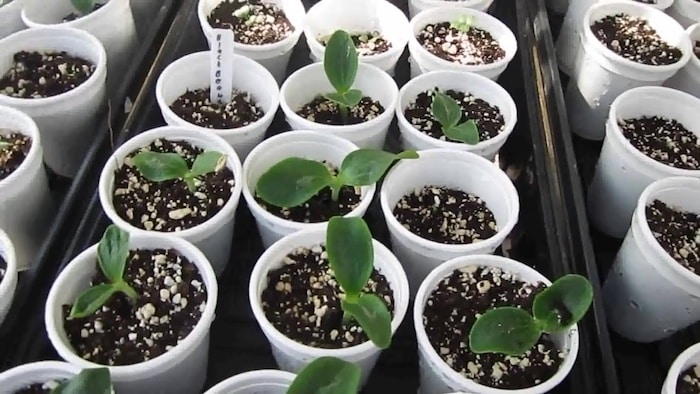 Green zucchini seedlings