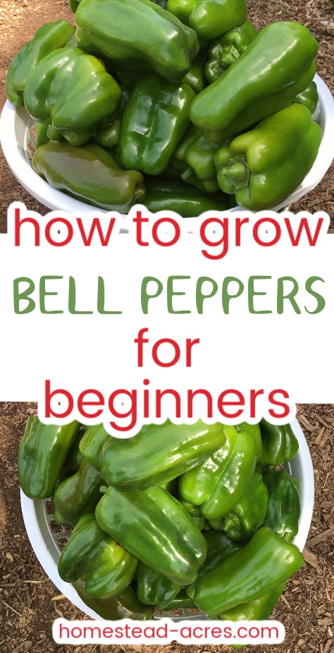Collage image showing two large baskets of peppers. Text overlay says How To Grow Bell Peppers For Beginners.