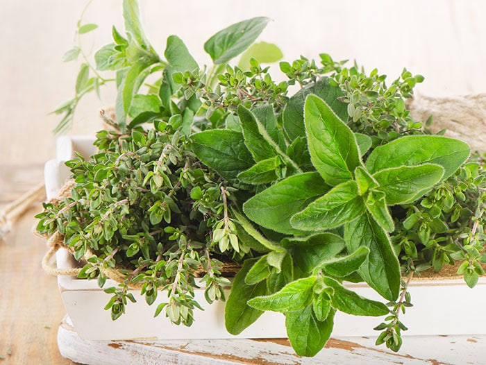 Fresh Oregano Growing Indoors