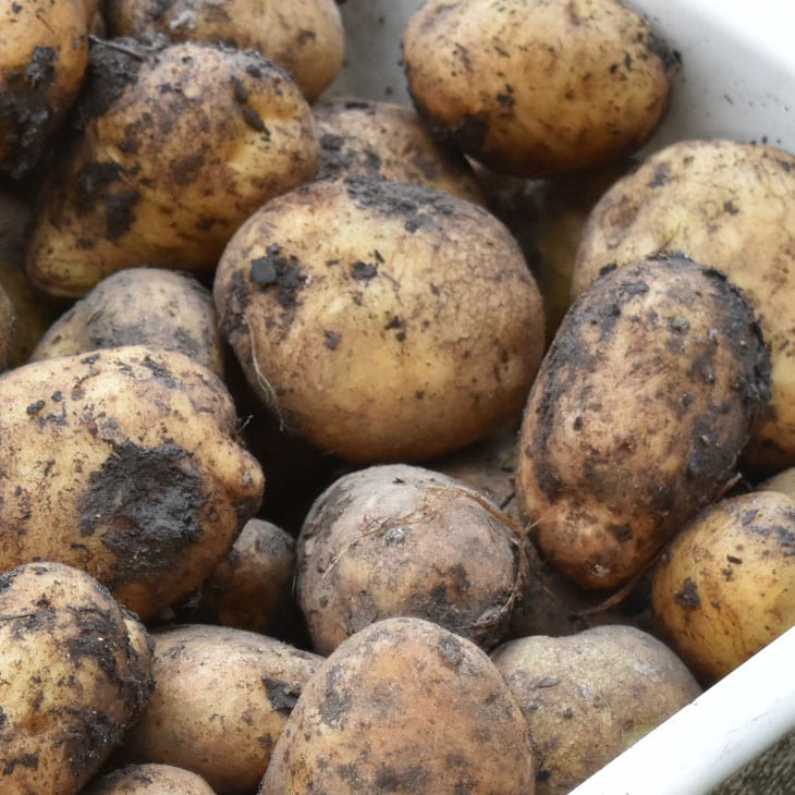 Growing Potatoes Garden