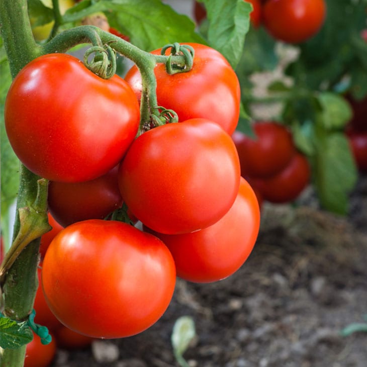 Growing Tomatoes