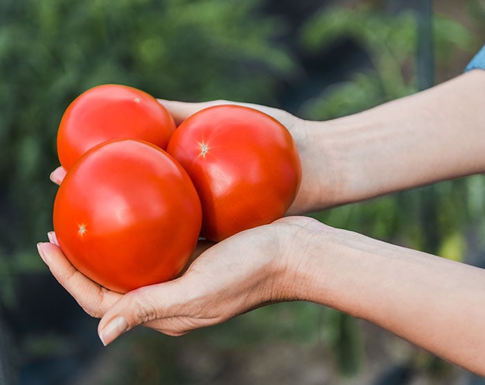 Growing and harvesting tomatoes